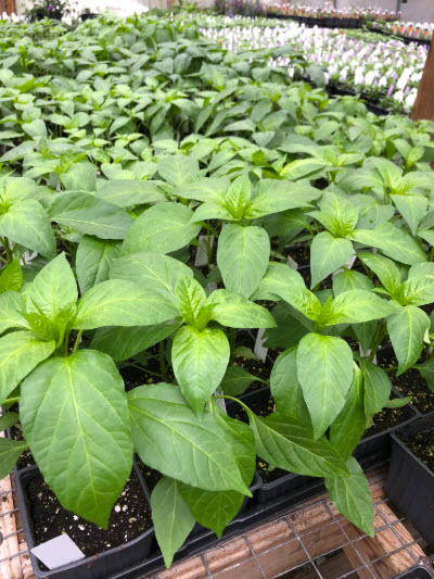 Northeast Master Gardeners offer new twist for spring vegetable sale